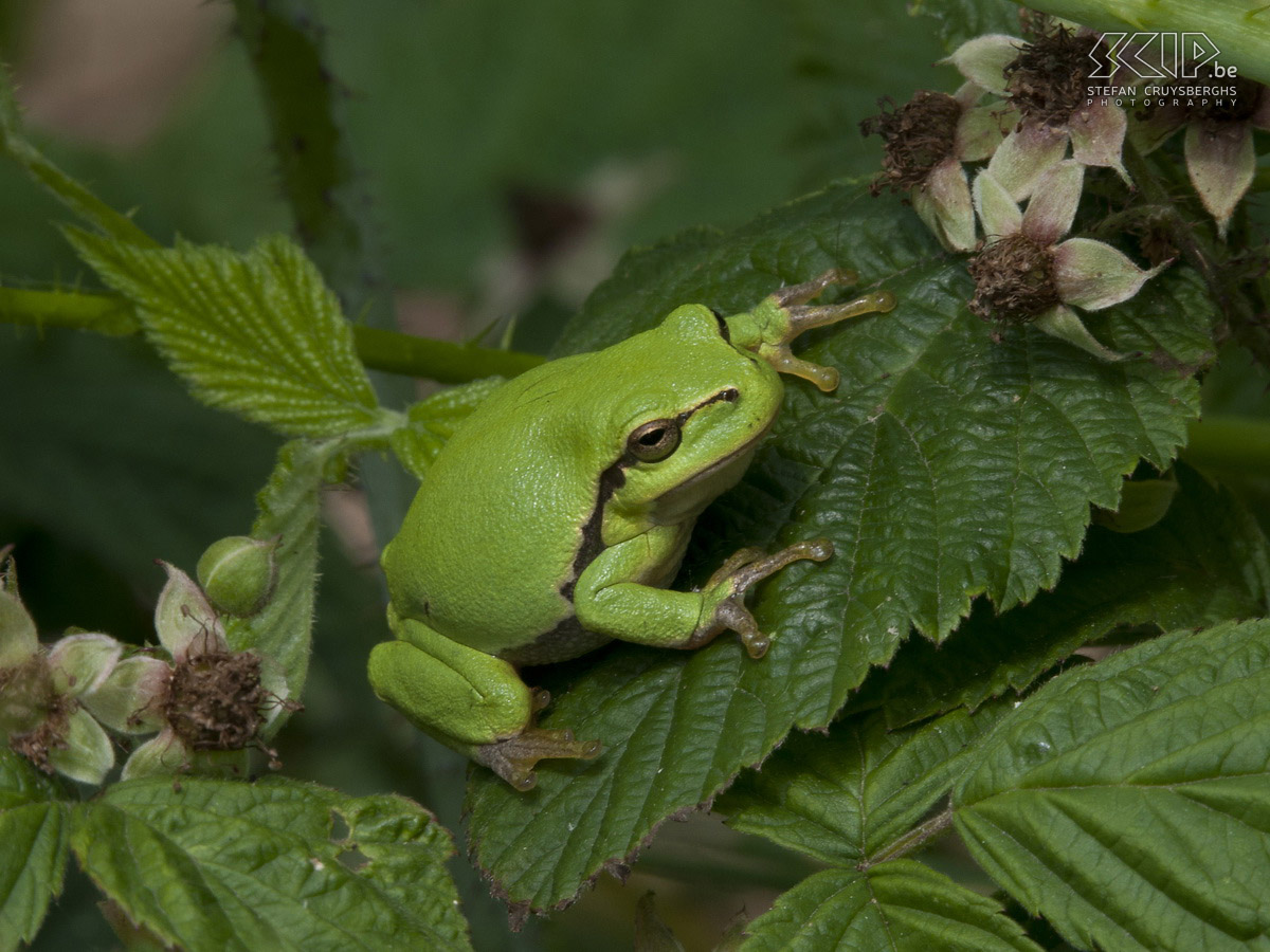 Boomkikkers Foto's van enkele boomkikkers (Hyla arborea) in een natuurgebied in Nederlands Limburg. De kikkertjes zijn maar 3 tot 4 centimeter groot.  Stefan Cruysberghs